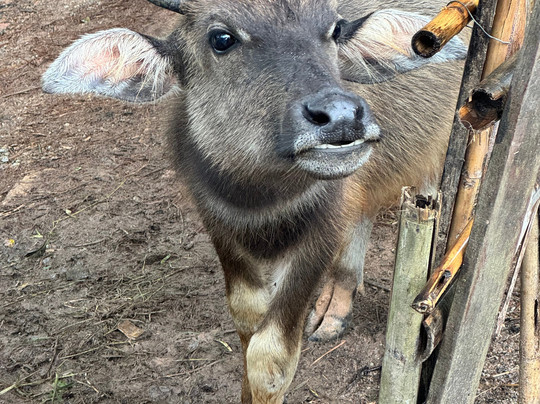 Thai Cooking with Judy-普吉岛必去景点