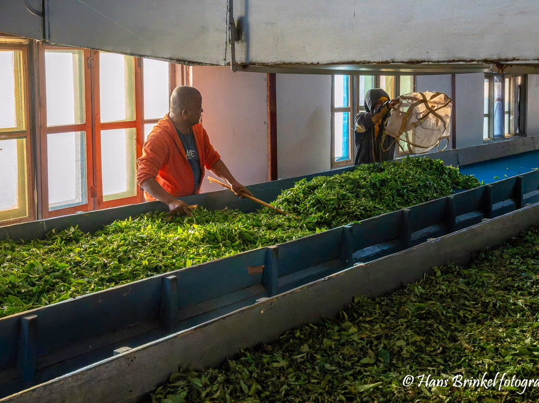Tea Garden View-大吉岭必去景点