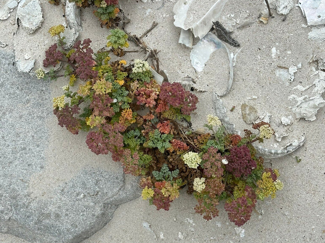 Beachcomber Guide-干斯拜必去景点