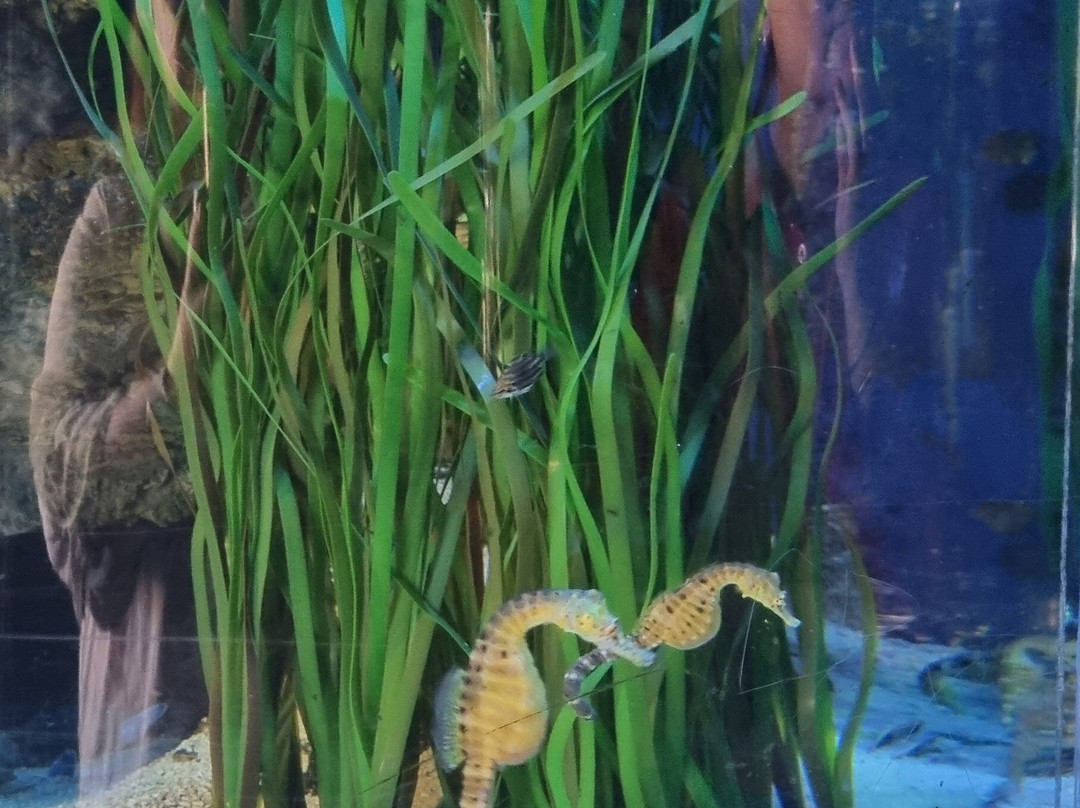 国家动物园及水族馆-堪培拉必去景点