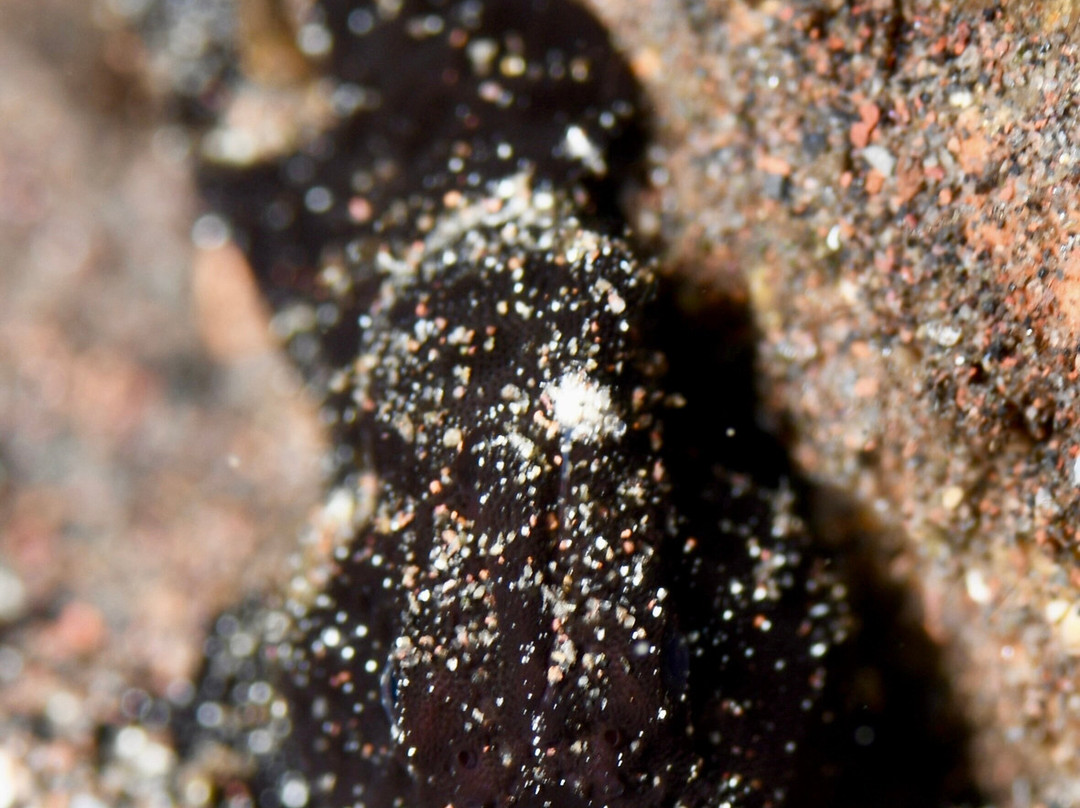 Balidas Dive Center-Bunutan必去景点