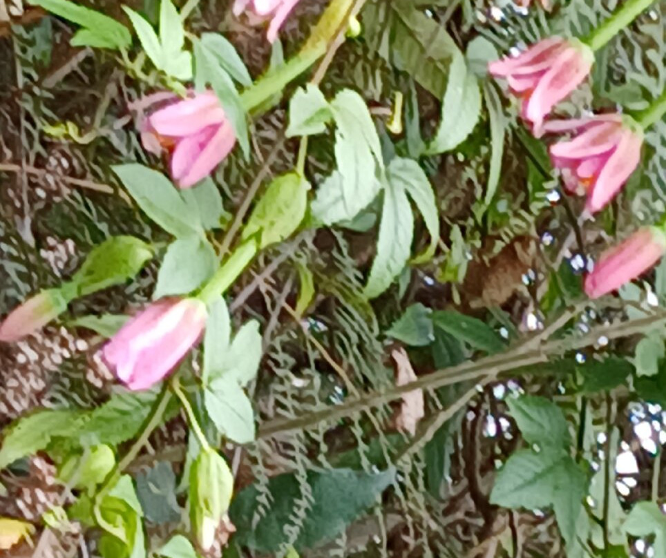 Kreolie 4x4-Entre-Deux必去景点