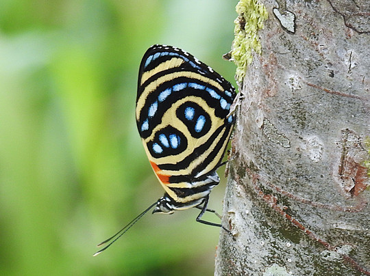 Butterfly and Bird Julio Tours