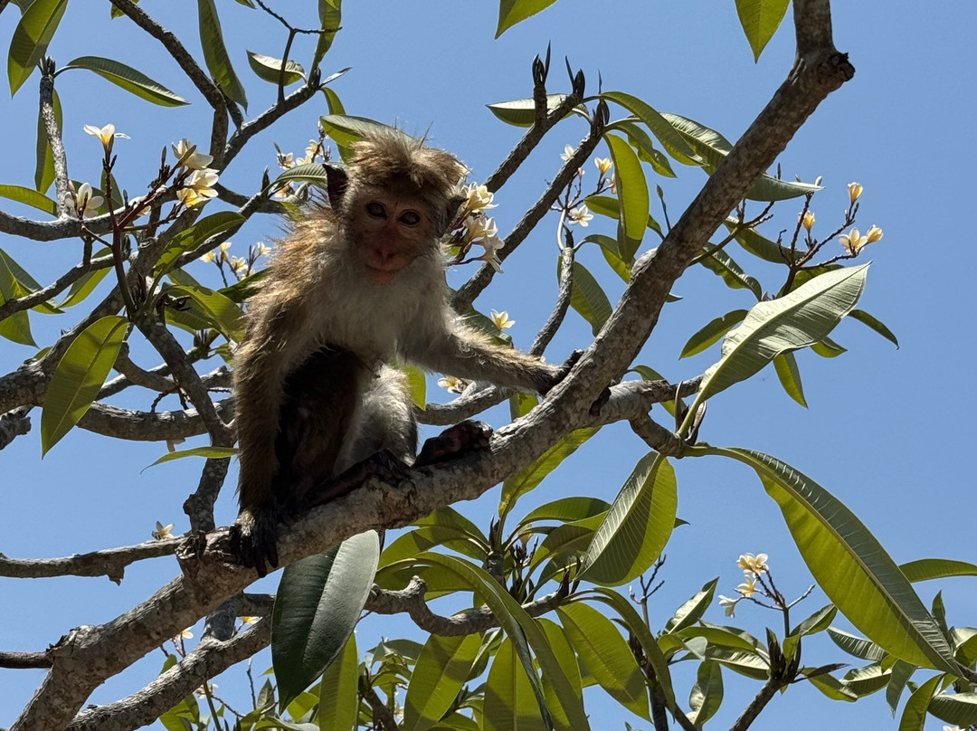 Sanju Ceylon Tours & Taxi-吉利托必去景点