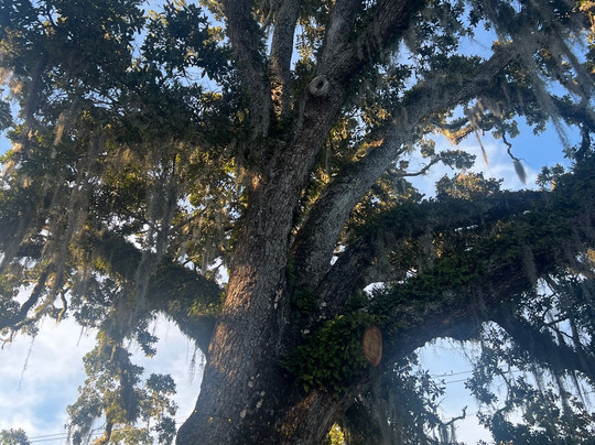 The Roost Ocean Springs主图