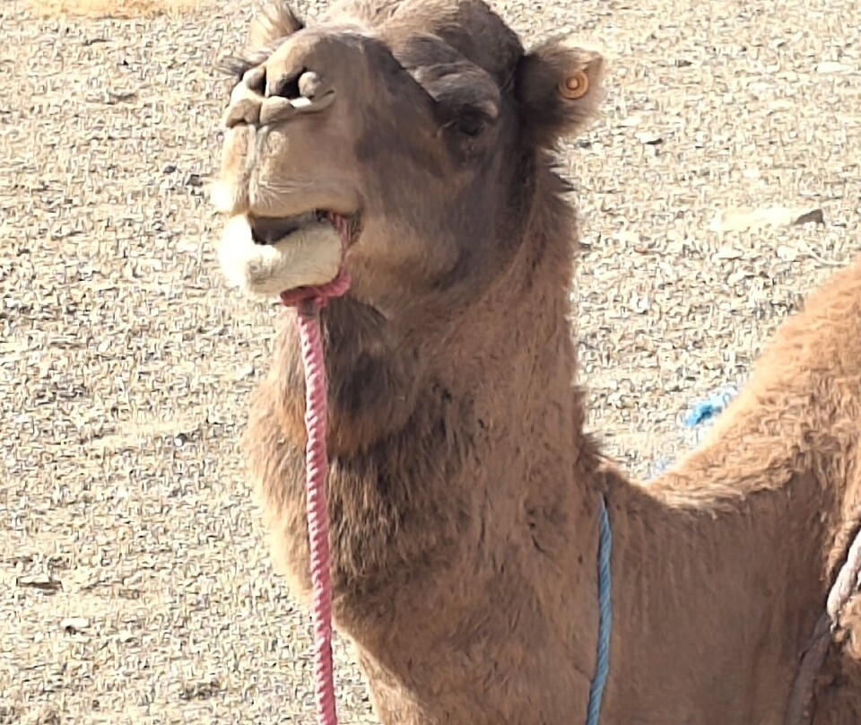 Caravane Desert Et Montagne-扎古拉必去景点