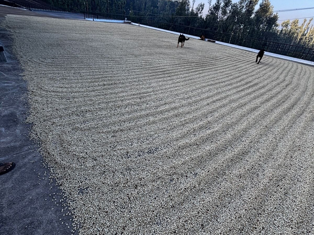 Bettadamalali Estate Homestay主图