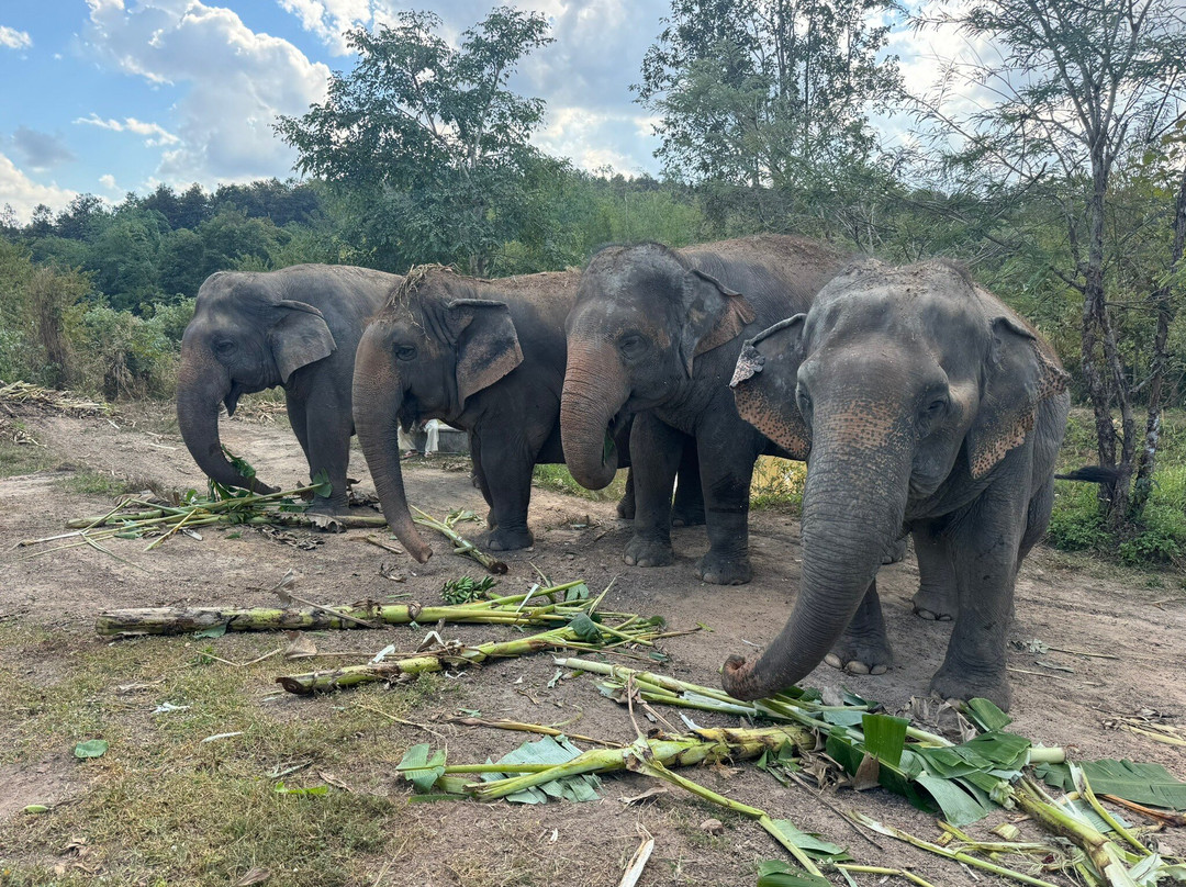 Maerim Elephant Sanctuary-夜林必去景点