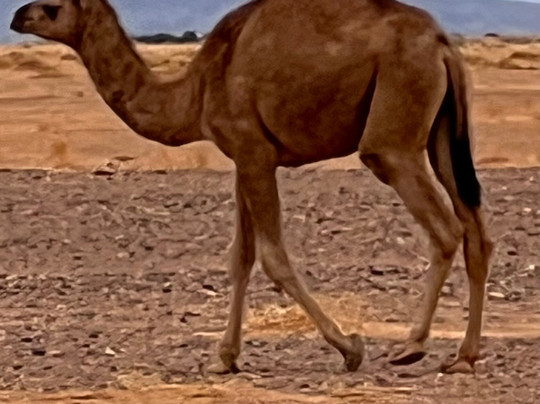 Rutas Al Desierto-马拉喀什必去景点