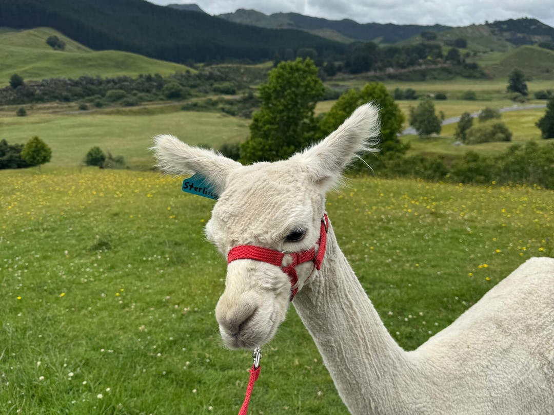 Nevalea Alpacas-Taumarunui必去景点