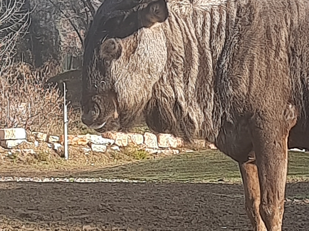 Parco Natura Viva-布索伦戈必去景点