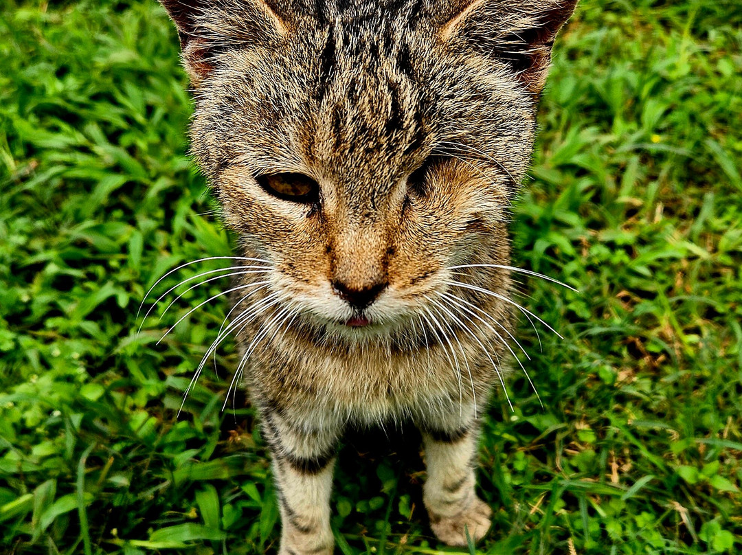 拉奈动物救援中心-拉奈市必去景点