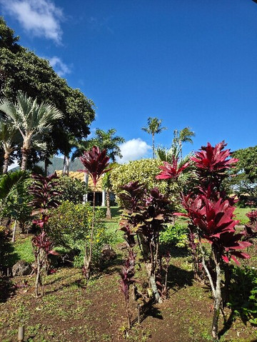 Exclusive Private Maui Tours & Transportation-毛伊岛必去景点