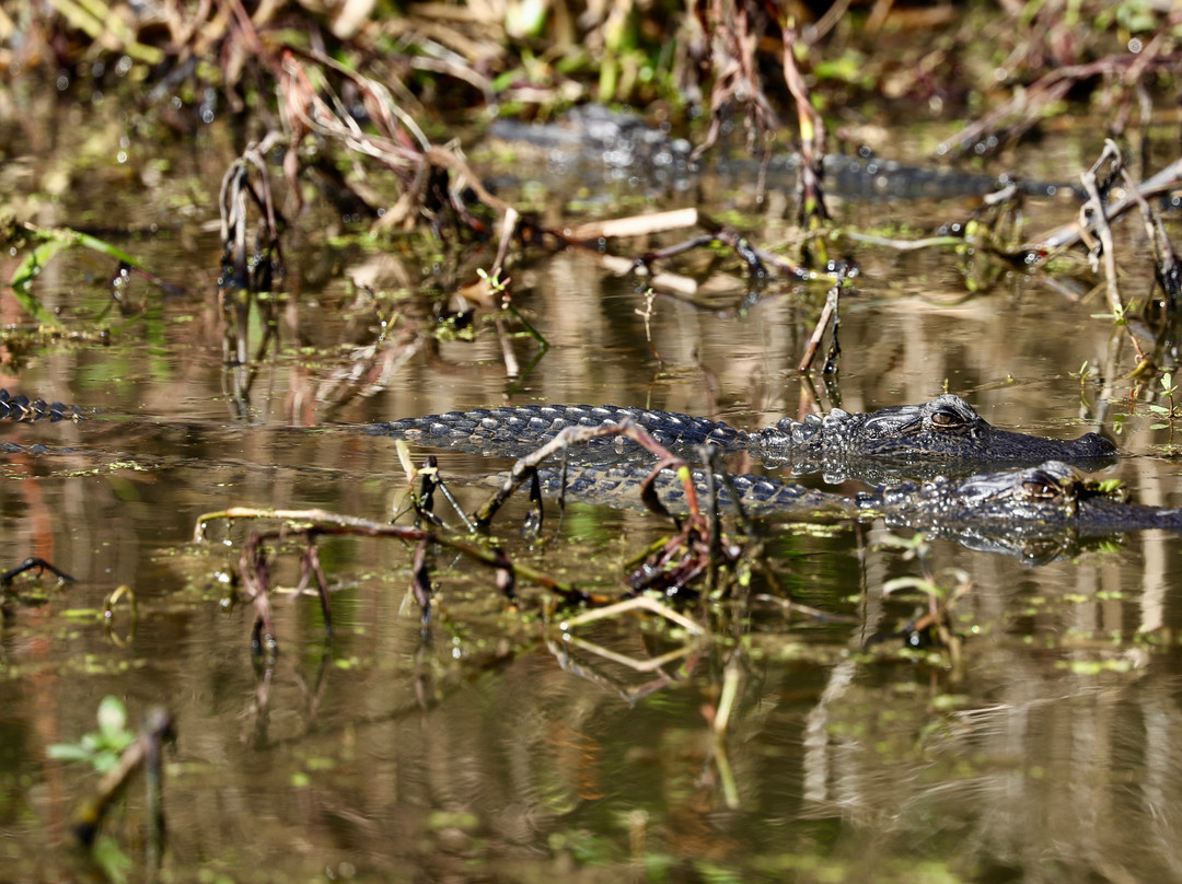 The Last Wilderness Swamp Tour-Plaquemine必去景点