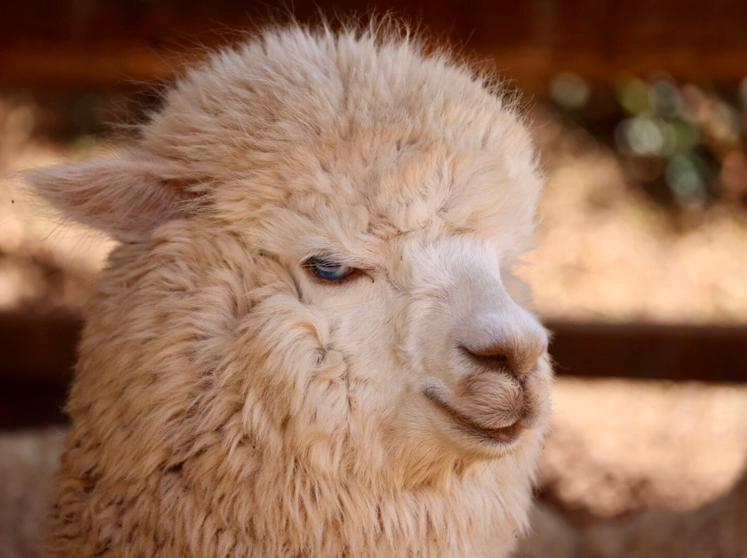 SAM Travel Peru-库斯科必去景点