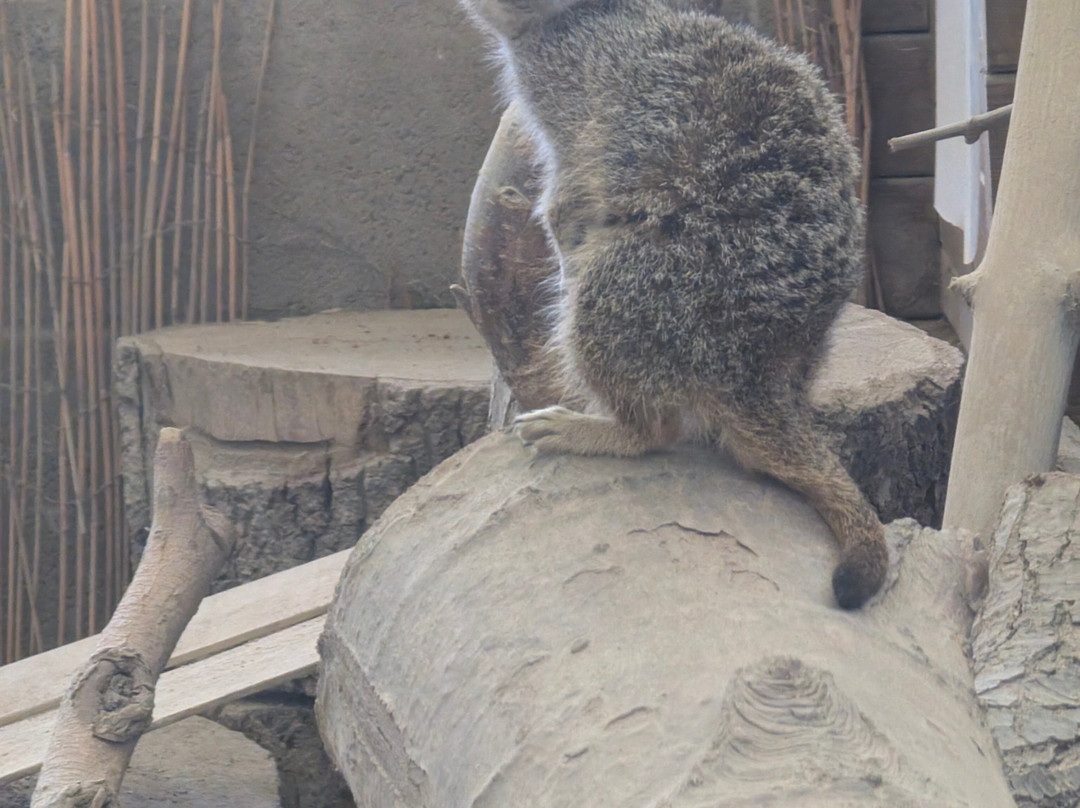 Ponderosa Zoo-Heckmondwike必去景点