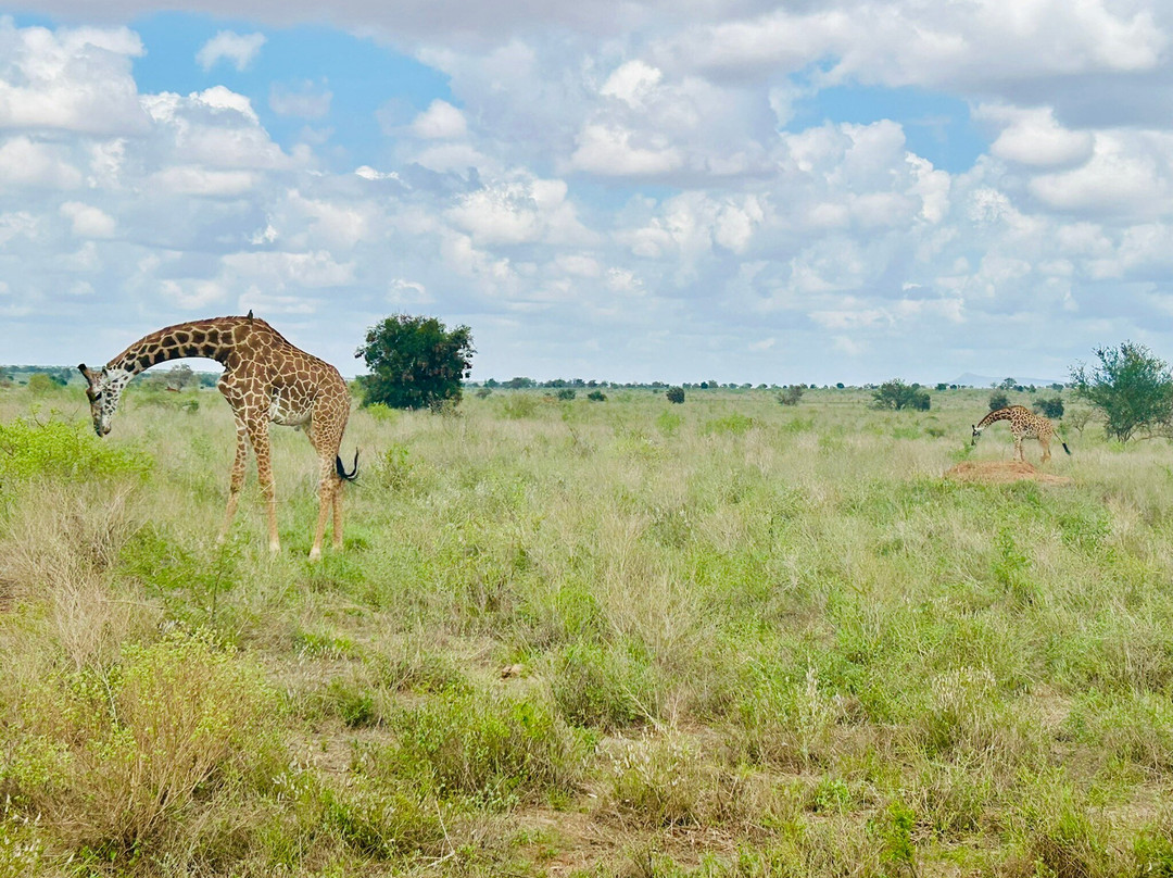 Taita Hills Wildlife Sanctuary-西察沃国家公园必去景点