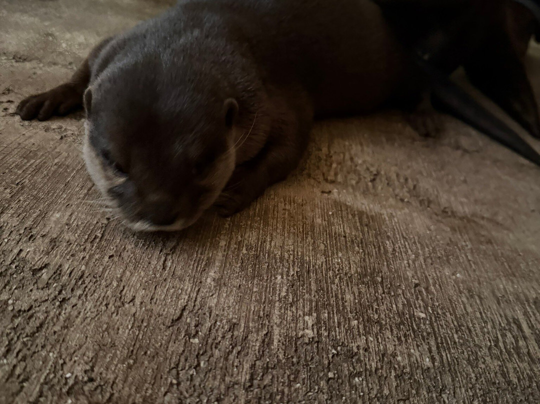 Animal EDventure Park & Safari-博因顿海滩必去景点