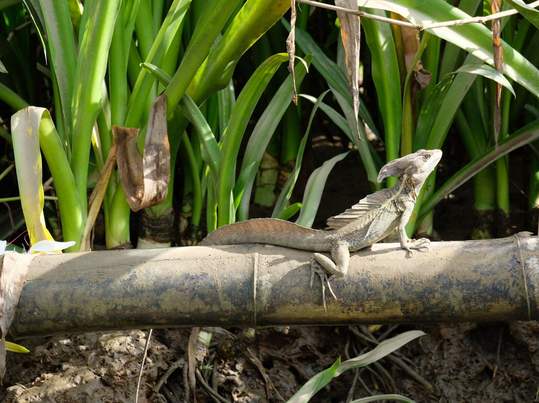 La Perla del Sur Adventures-Sierpe必去景点