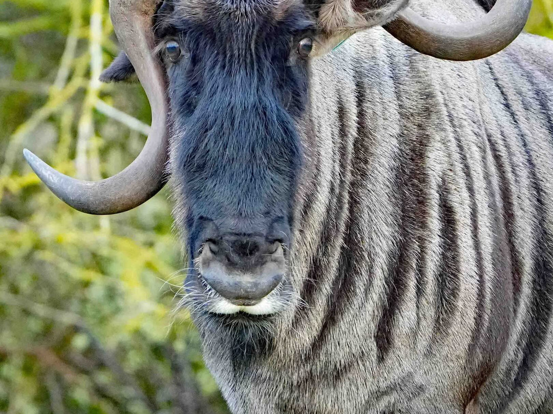 Watatunga Wildlife Reserve-金斯林必去景点