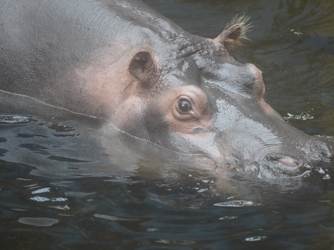 Afrykarium-弗罗茨瓦夫必去景点