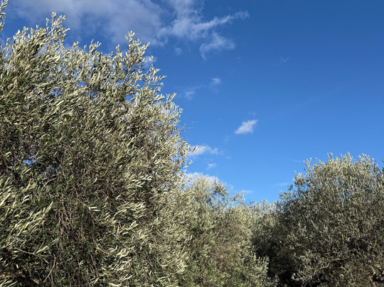 Turi Eccellenze dell'Etna-Randazzo必去景点