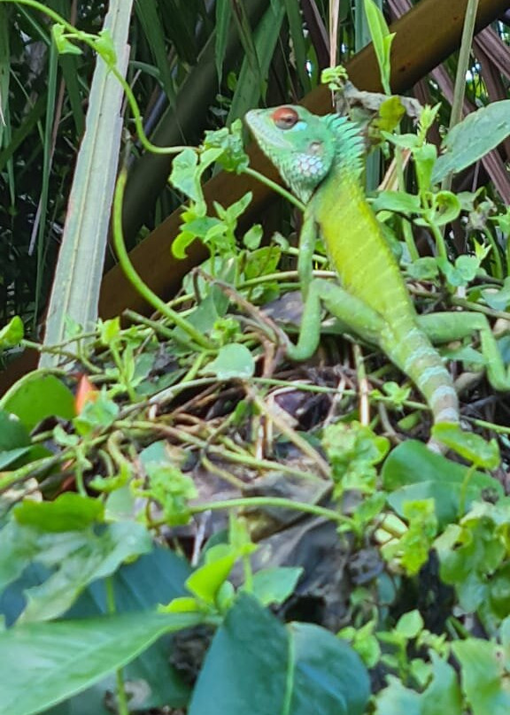 Ranmini Tours Sri Lanka-Udugampola必去景点