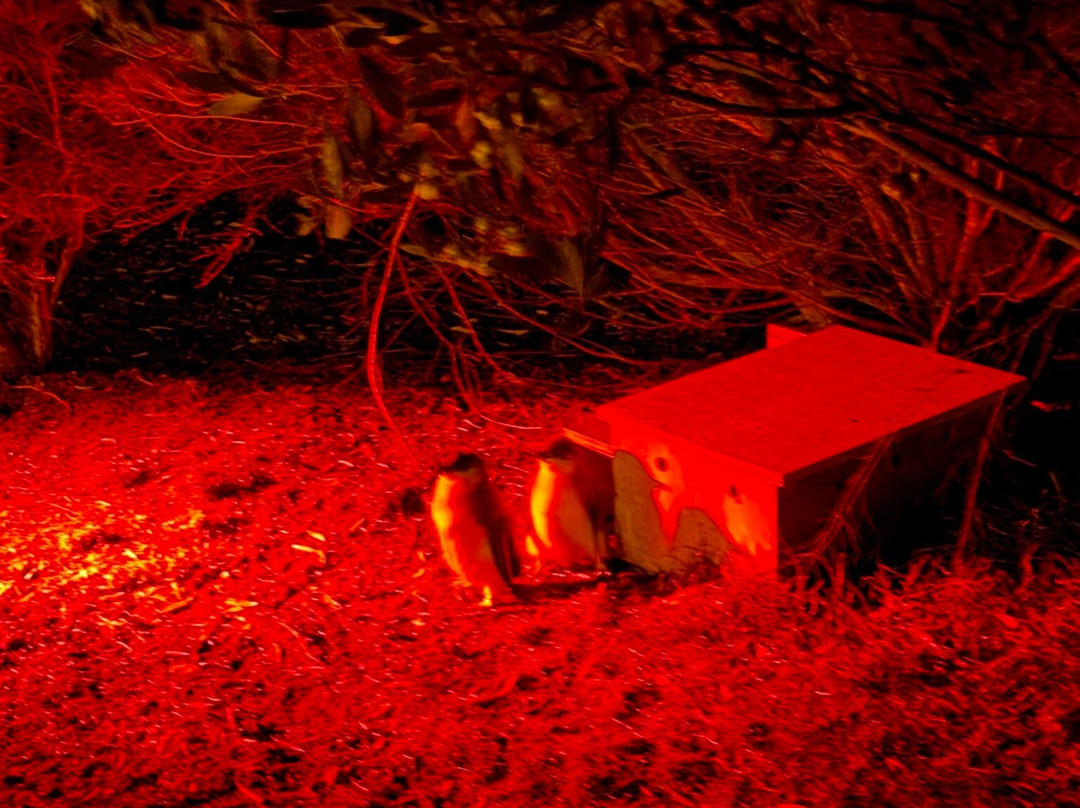 比奇诺观企鹅之旅-比奇诺必去景点