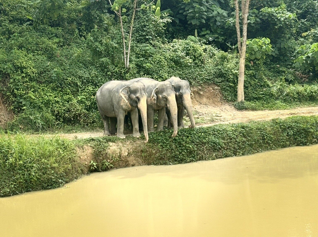 Hidden Forest Elephant Reserve-查龙必去景点