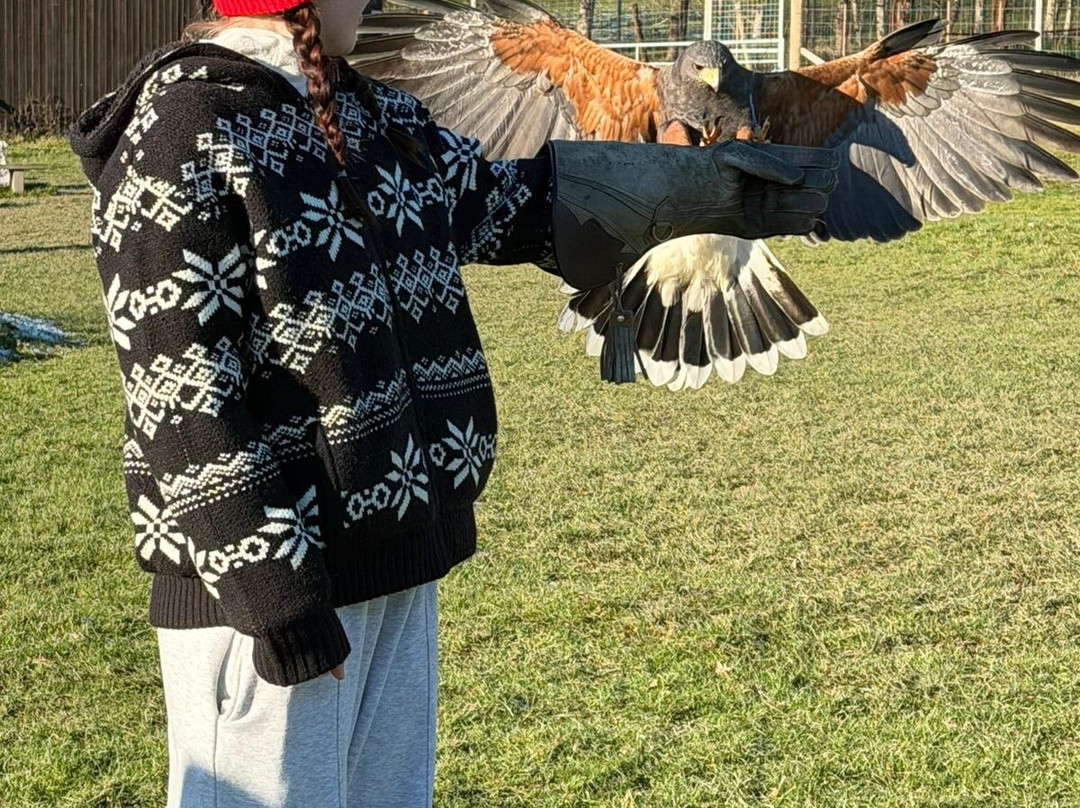 UK Owl And Raptor Centre-Groombridge必去景点