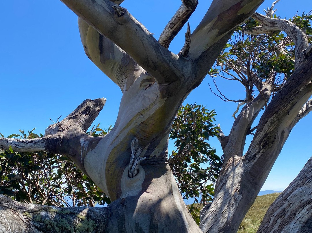 High Country Scenic Tours-曼斯菲尔德必去景点