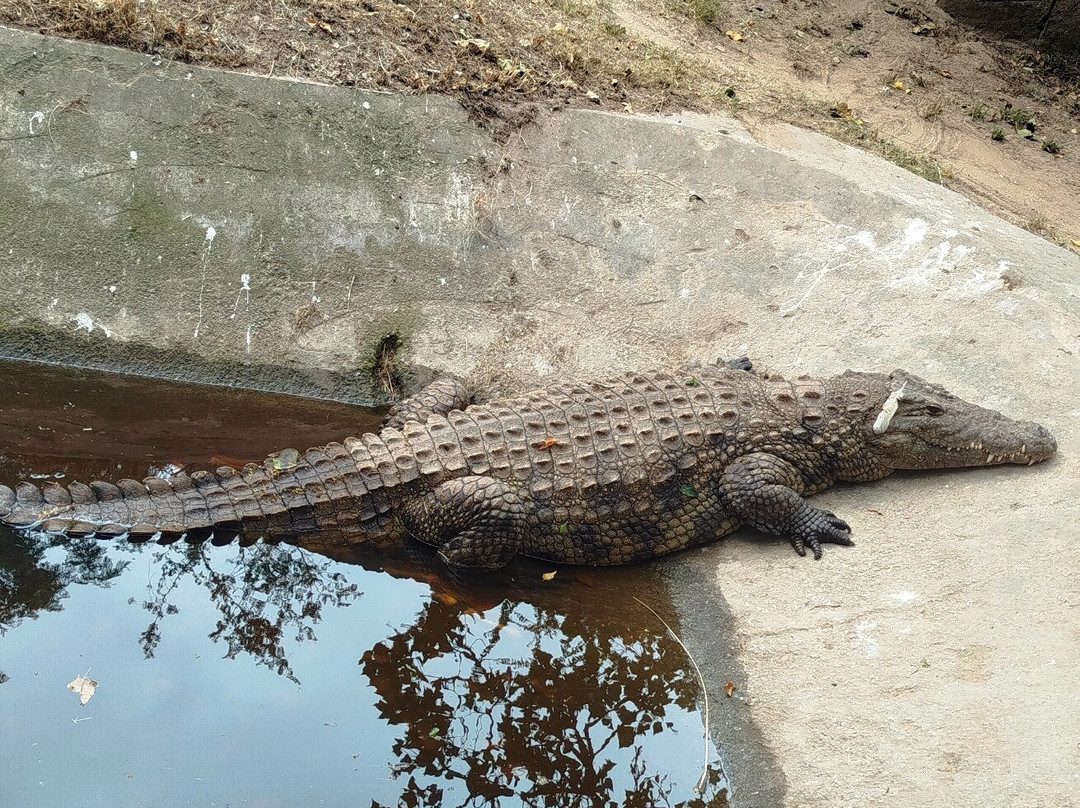 African Dawn Bird and Wildlife Sanctuary-Thornhill必去景点