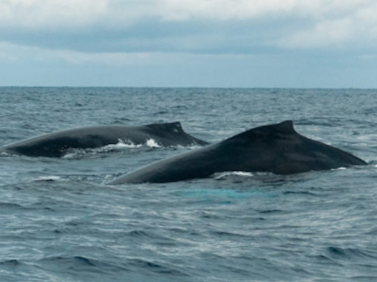 Corcovado National Park-Carate必去景点