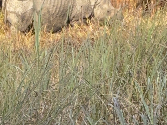 Camp TigerLily主图