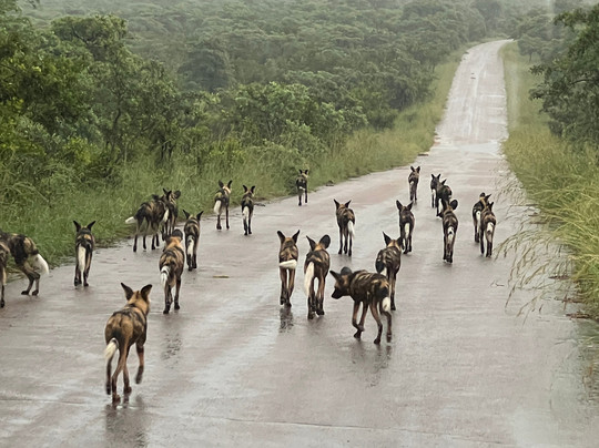 On Safari Africa - Kruger National Park-马里兰必去景点