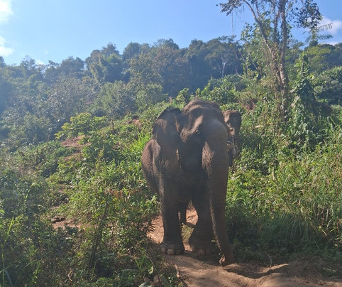 Elephant Sanctuary Care Park-清迈必去景点