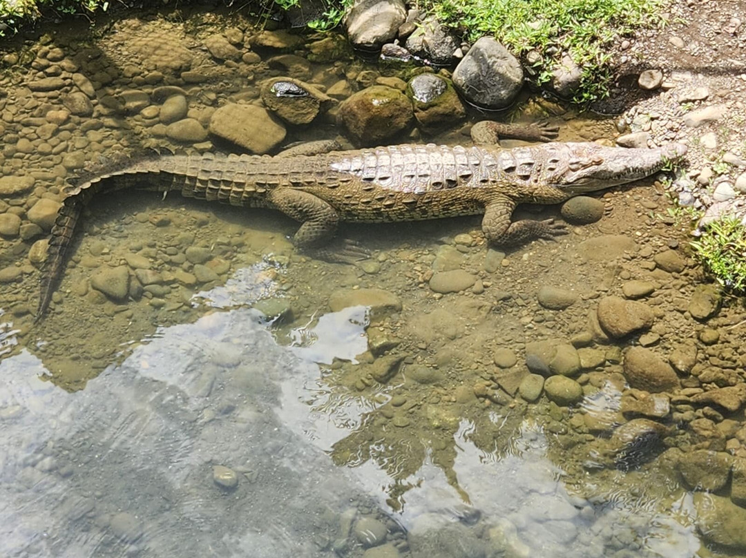 Canopy Safari-克波斯必去景点