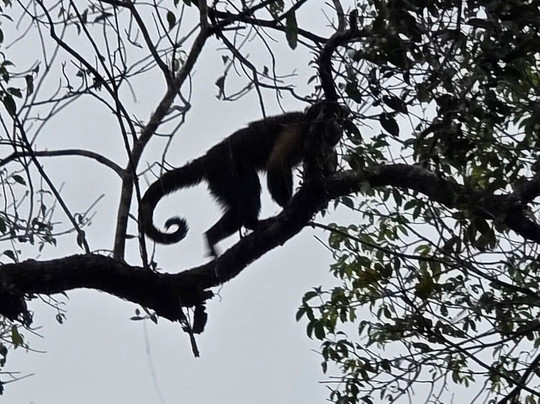 Ecolodge Flottant - Marais de Kaw-Regina必去景点