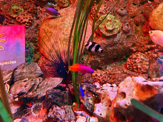 SEA LIFE Hunstanton-Hunstanton必去景点