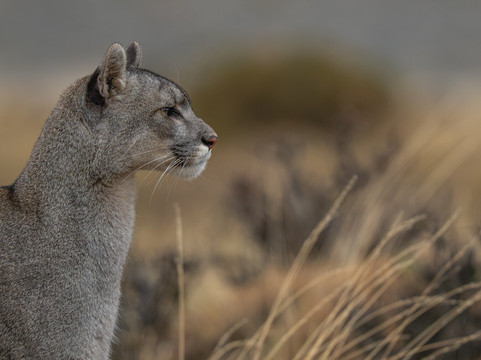 Wild Frames Chile-纳塔莱斯港必去景点