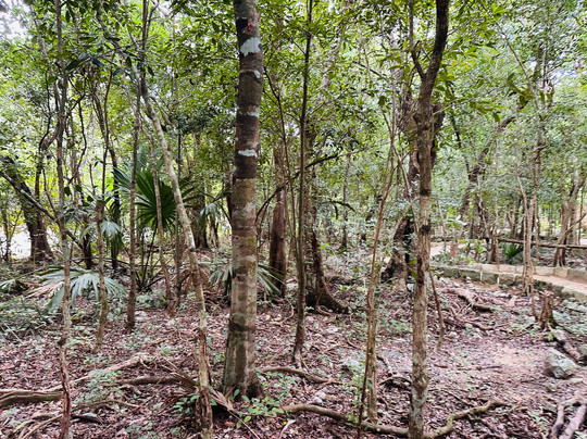 Akumal Monkey Sanctuary & Rescued Animals-艾库玛尔必去景点
