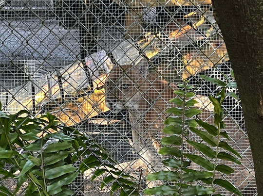 Shy Wolf Sanctuary Education & Experience Center-Golden Gate必去景点