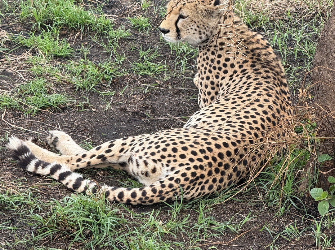 iTravel Safari & Expeditions-阿鲁沙必去景点