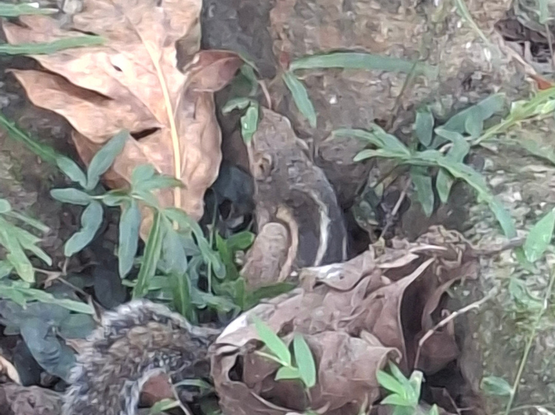 Pathum Lanka Tours-科伦坡必去景点