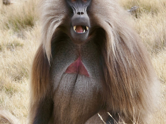 Radiant Ethiopia Tours-贡德尔必去景点