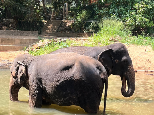 Elephant Freedom Project-凯格勒 必去景点