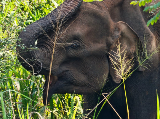 Safari Booking Sri Lanka-Hingurakgoda必去景点