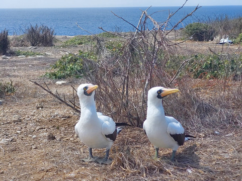 Isla de la Plata-Puerto Lopez必去景点