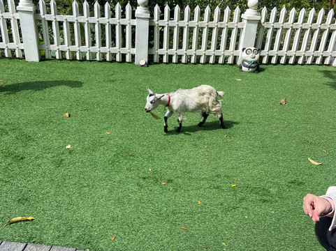 31st December Farms & Estates Munnar主图