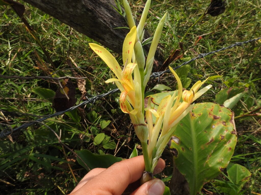 Selva Teenek Ecopark主图